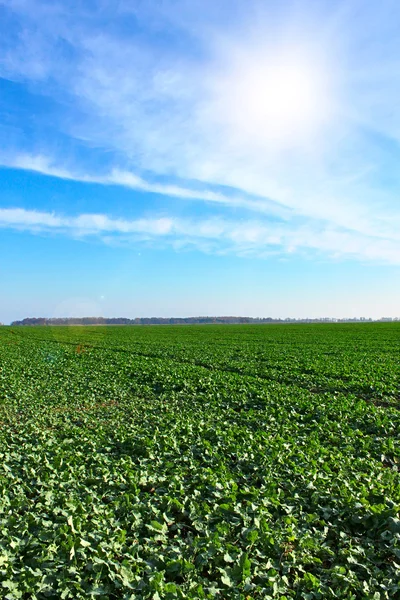 stock image Spring green fields.