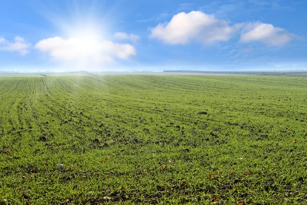 Зеленые поля . — стоковое фото