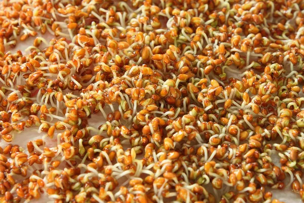 Germinating seeds — Stock Photo, Image
