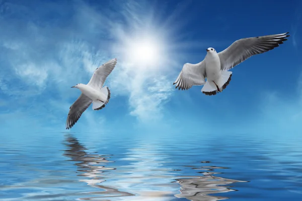 Białe ptaki lecąc do słońca — Zdjęcie stockowe
