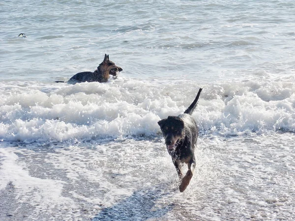 stock image Dog delight