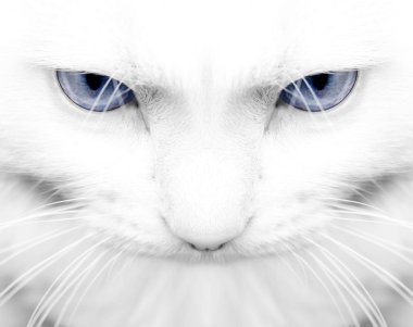White cat clipart