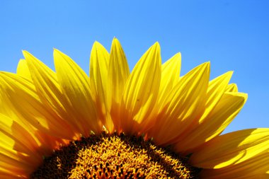 Sunflower against blue sky clipart