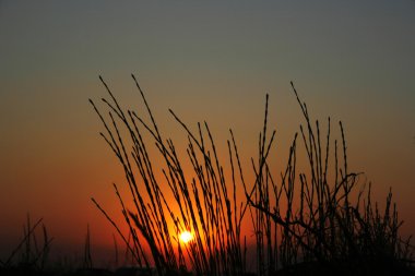 Blades against beautiful sunset clipart