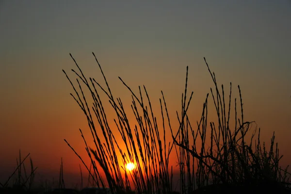 stock image Blades against beautiful sunset