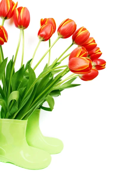 Fresh tulips in boots — Stock Photo, Image