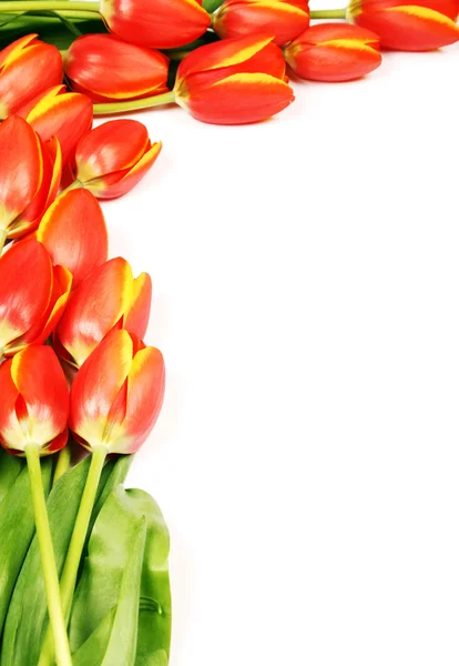 Tulipani freschi in stivali — Foto Stock