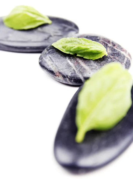 Stock image Stones and basil