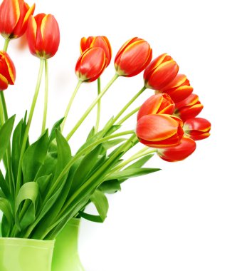 Fresh tulips clipart