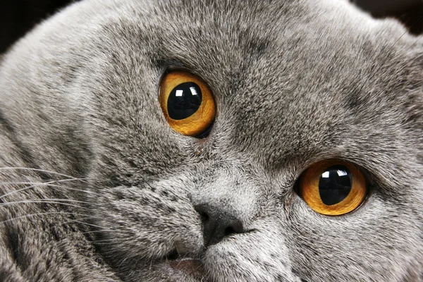イギリスの短毛猫 — ストック写真