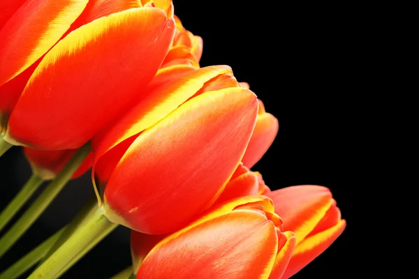 Tulipanes frescos en botas — Foto de Stock