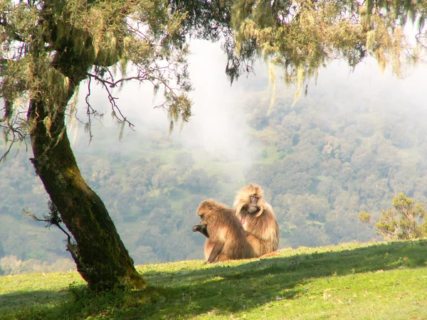 Gelada baboons — Stock Photo, Image