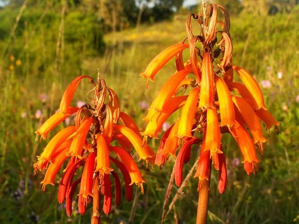 stock image Orange flowers