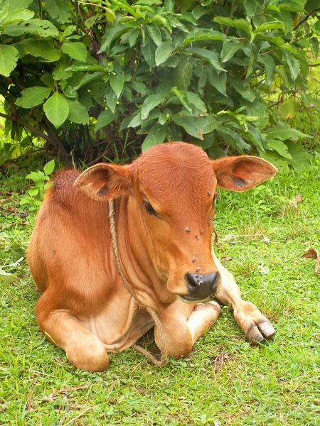 Маленька корова — стокове фото