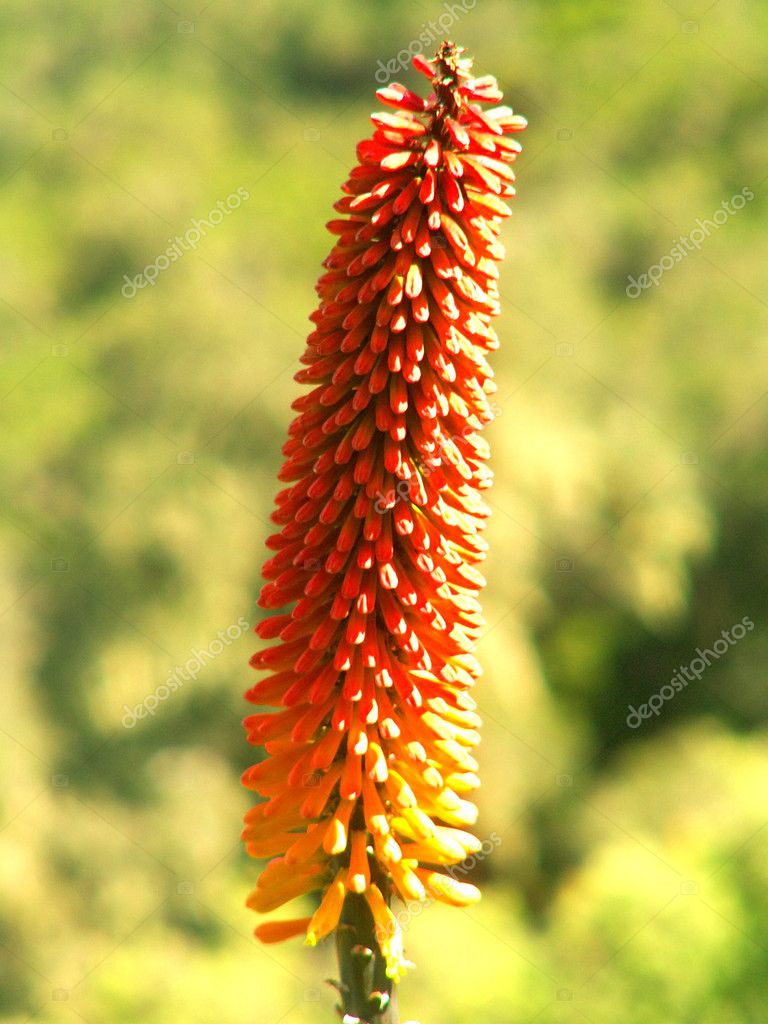 Photos Ethiopian Flowers Ethiopian Flowers Stock Photo C Thoron77