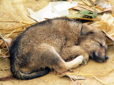 Köpek yavrusu