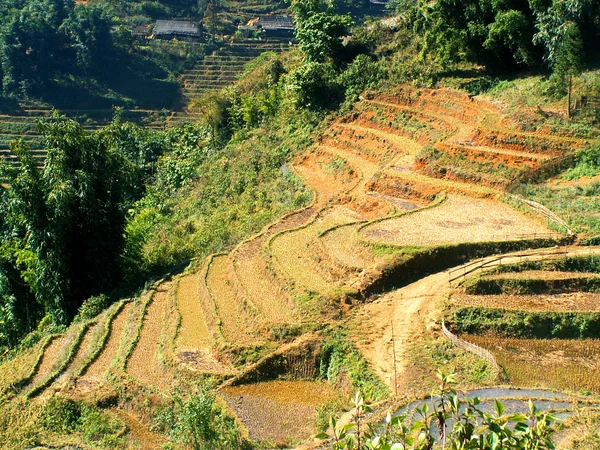 Терраса рисовые поля — стоковое фото