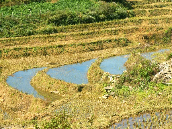 Terraza arrozales —  Fotos de Stock