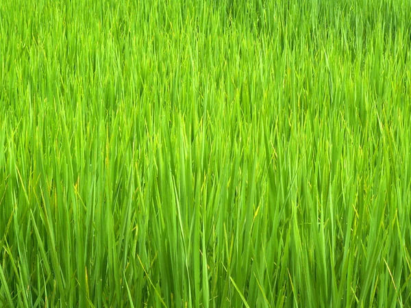 Câmp de orez — Fotografie, imagine de stoc