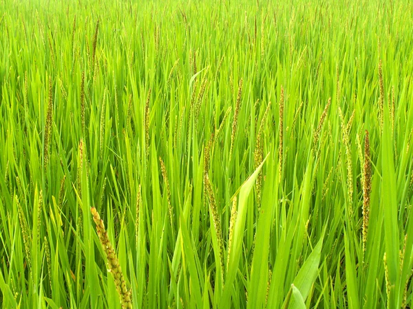 stock image Rice field