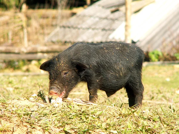 stock image Pig