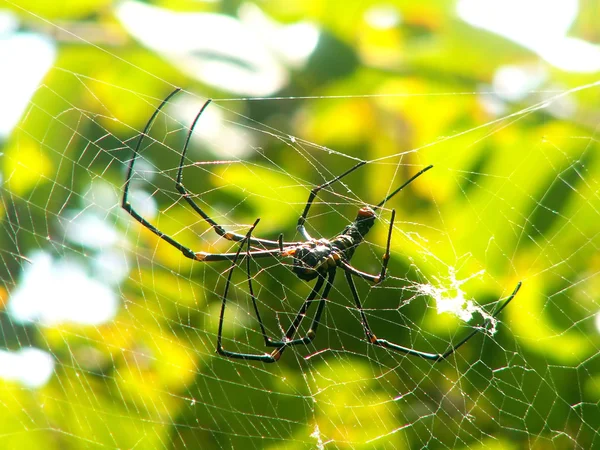 stock image Spider