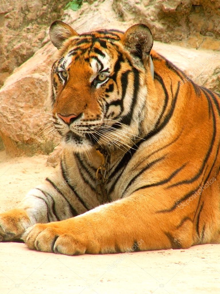 Male tiger Stock Photos, Royalty Free Male tiger Images | Depositphotos