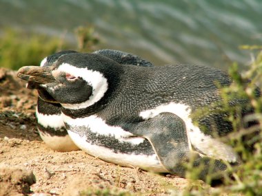 Macellan penguenleri