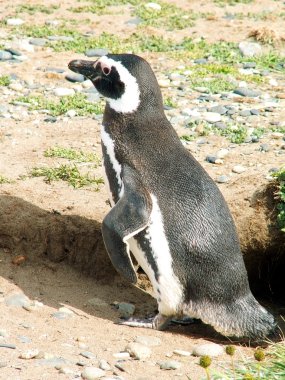 Macellan pengueni