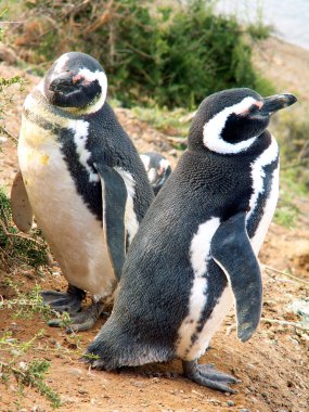 Macellan pengueni