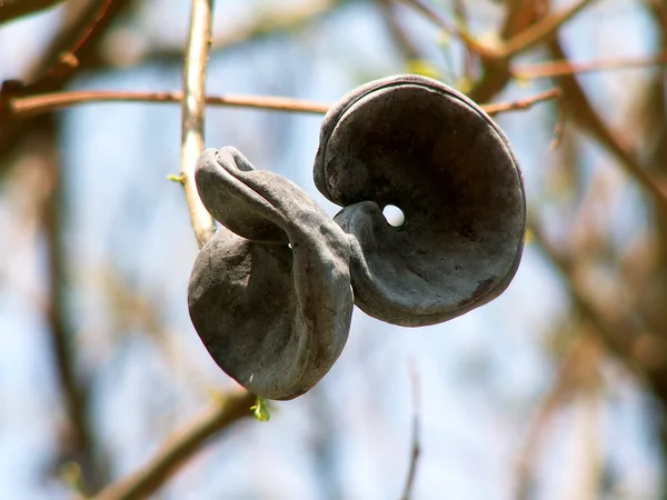 stock image Strange fruit