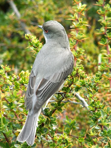 Pájaro gris —  Fotos de Stock