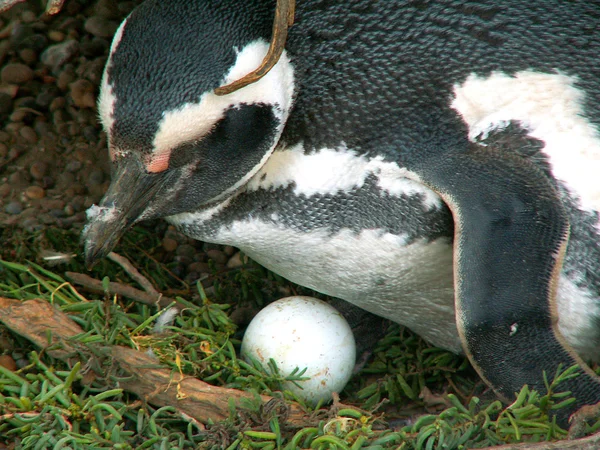 卵とペンギン — ストック写真