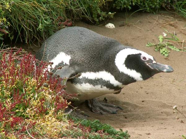Magellan pingvin — Stockfoto