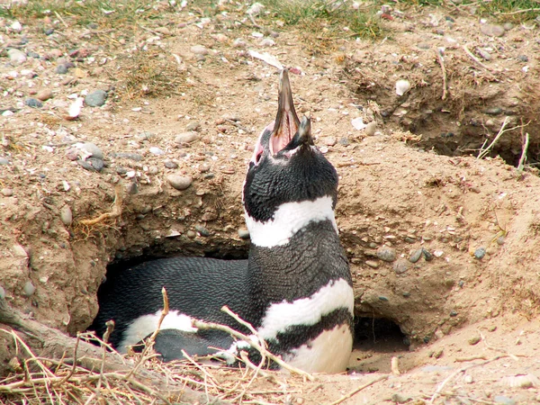 Магелланский пингвин — стоковое фото