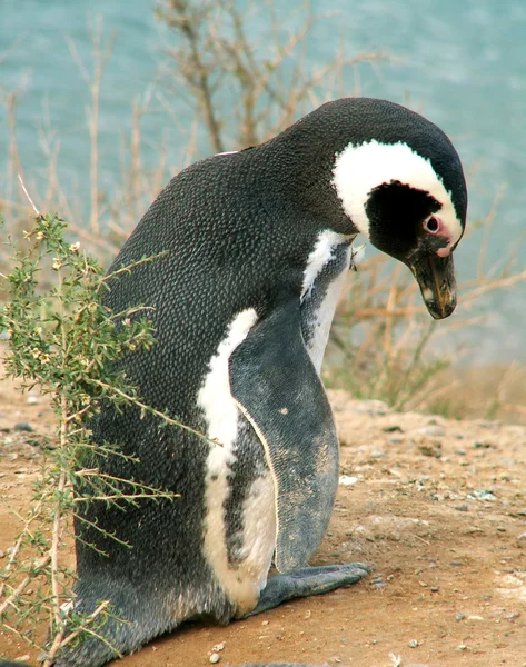 Магелланский пингвин — стоковое фото