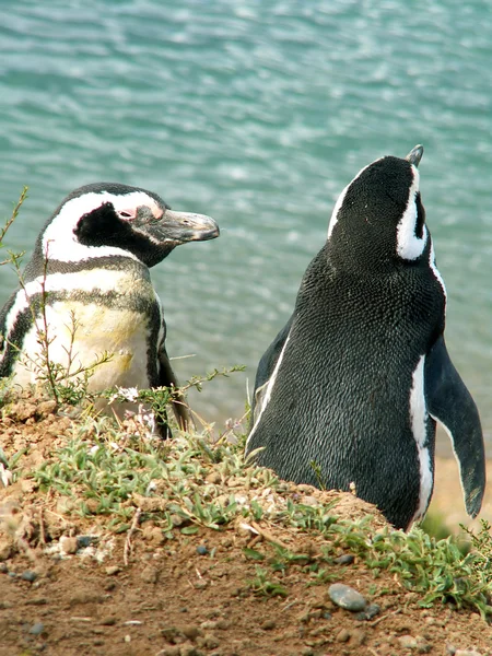 Магелланские пингвины — стоковое фото