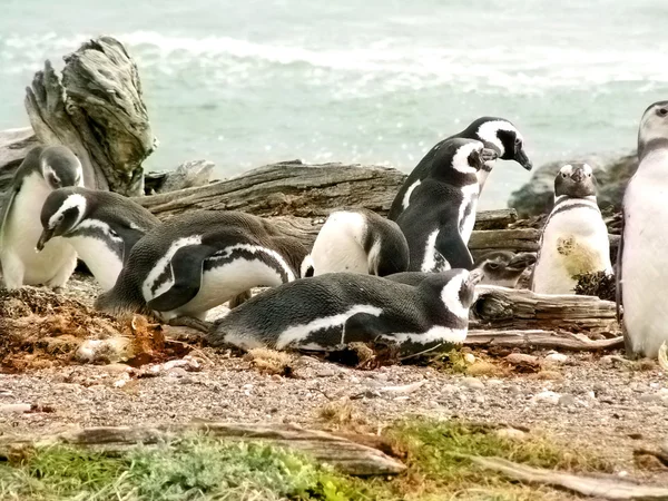 Магелланские пингвины — стоковое фото