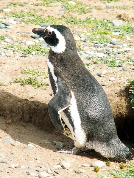 麦哲伦企鹅 — Φωτογραφία Αρχείου