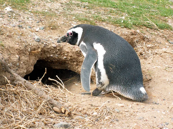 麦哲伦企鹅 — Φωτογραφία Αρχείου