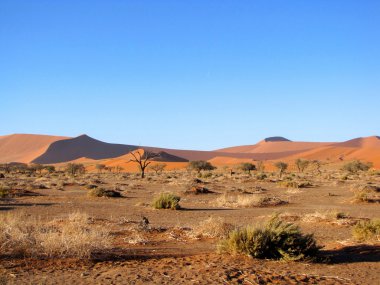 Dune deniz