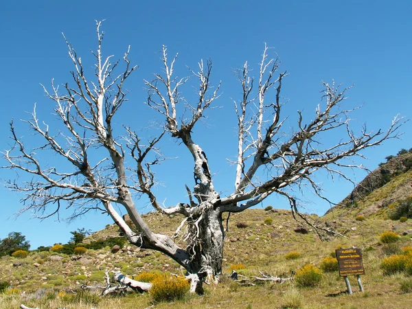 Burnt tree — Stock Photo, Image
