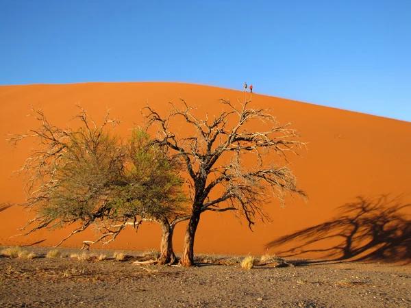 Dune och träd — Stockfoto