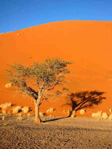 Dune et arbres — Photo