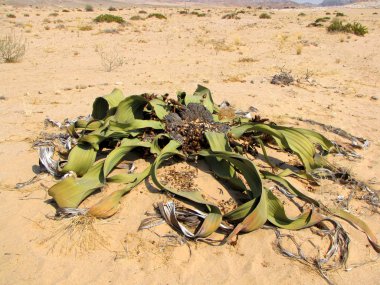 Welwitschia plant clipart