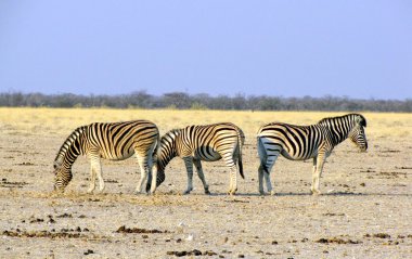 Zebras clipart