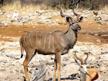 Kudu