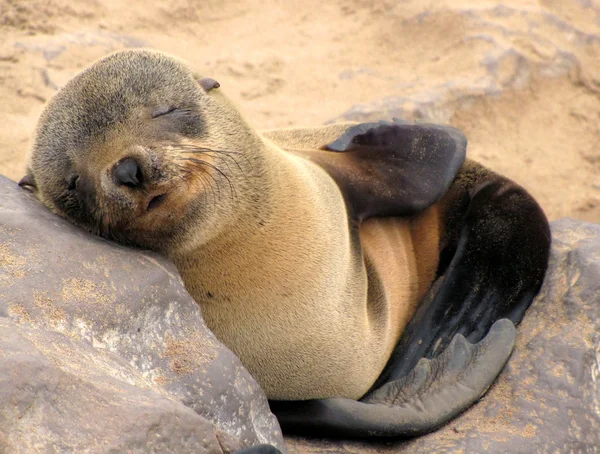 Young seal — Stock Photo, Image