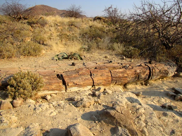 Petrified tree — Stock Photo, Image