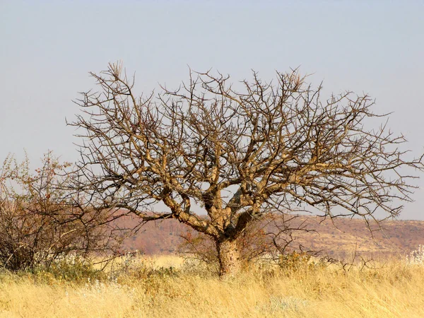 Paesaggio namibiano — Foto Stock